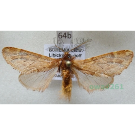 Ptilophora plumigera (Denis & Schiffermüller, 1775) Czech64b